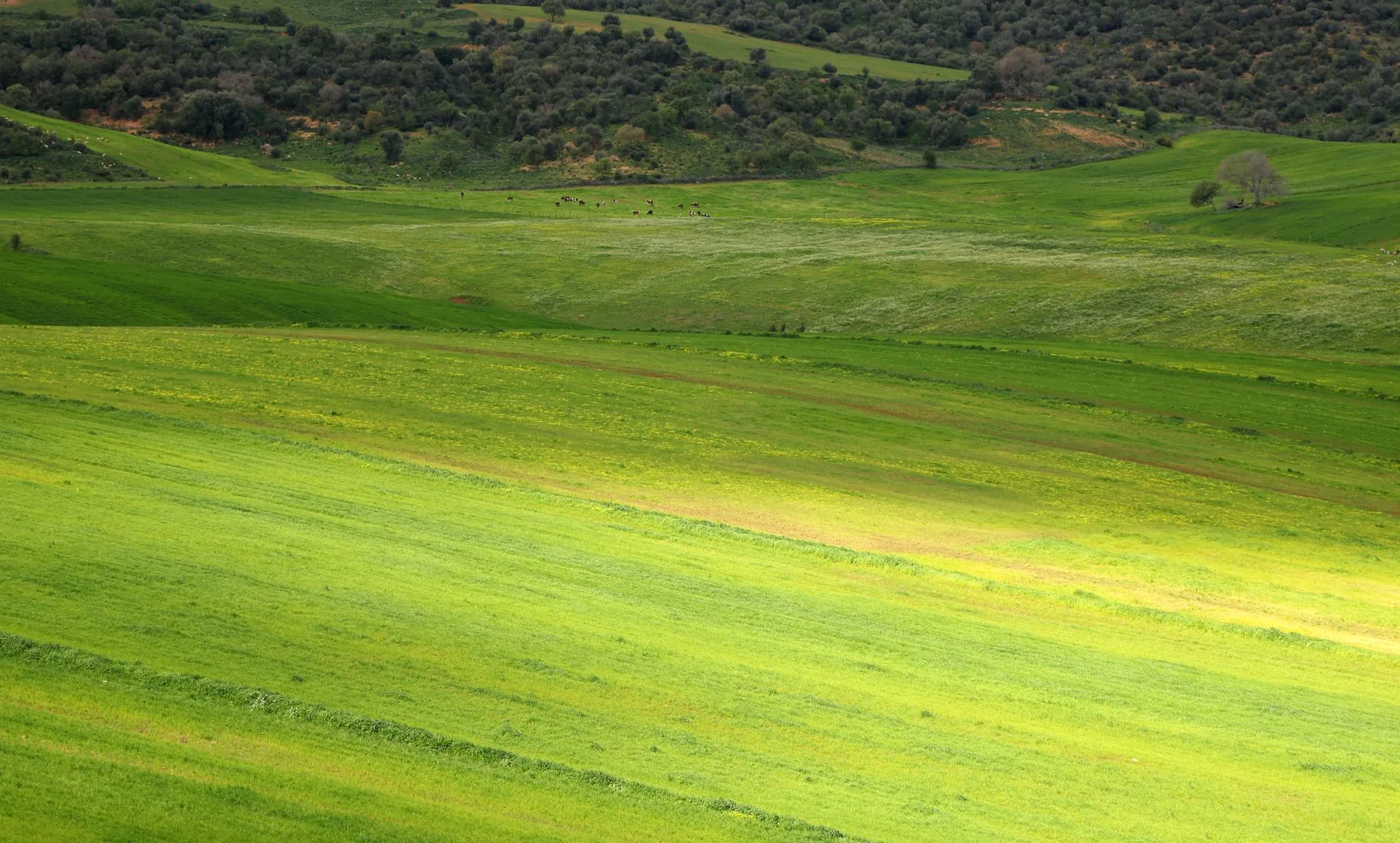 Green countryside land with scattered trees